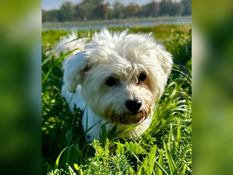 Cookie, geb. ca. 03/2018, lebt in 79588 Efringen-Kirchen