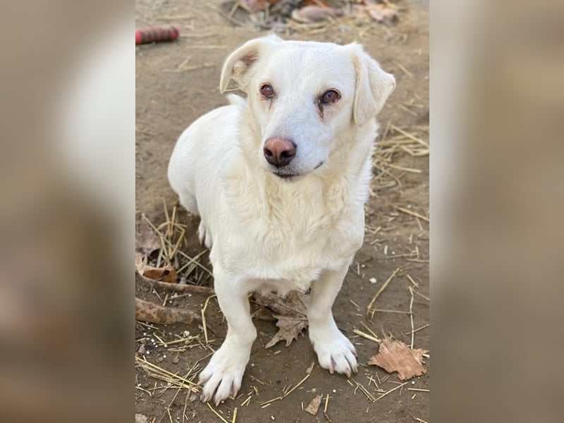 Lighty, geb. ca. 12/2021, lebt in GRIECHENLAND, auf einer privaten Pflegestelle