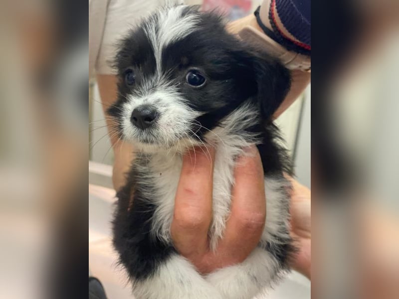 Thelma, geb. ca. 08/2025, lebt in GRIECHENLAND, auf einer privaten Pflegestelle