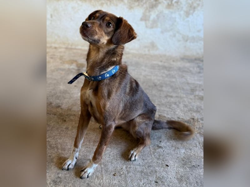 Ruska, geb. ca. 10/2024, lebt in GRIECHENLAND, auf einer privaten Pflegestelle Ruska, geb. ca. 10/2024, lebt in GRIECHENLAND, auf einer privaten Pflegestelle