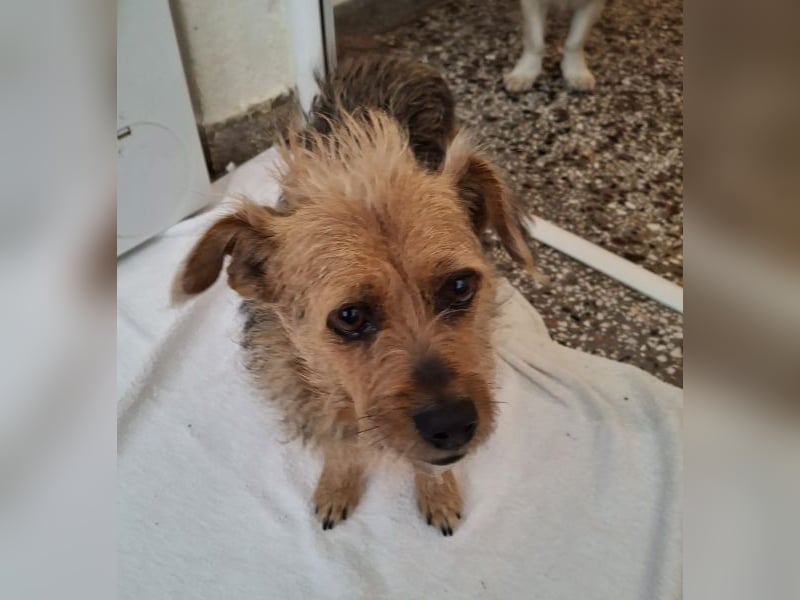 Celina, geb. ca. 10/2017, lebt in GRIECHENLAND, auf einer privaten Pflegestelle Celina, geb. ca. 10/2017, lebt in GRIECHENLAND, auf einer privaten Pflegestelle