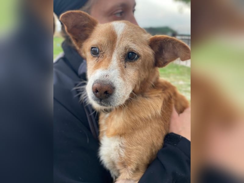 Opi, geb. ca. 10/2015, lebt in GRIECHENLAND, im städt. Tierheim Serres Opi, geb. ca. 10/2015, lebt in GRIECHENLAND, im städt. Tierheim Serres