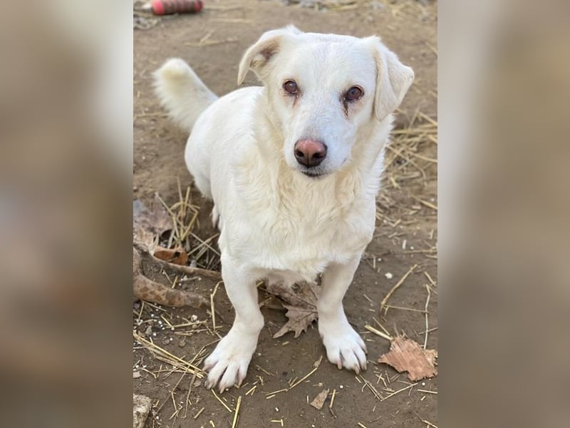 Lighty, geb. ca. 12/2021, lebt in GRIECHENLAND, auf einer privaten Pflegestelle