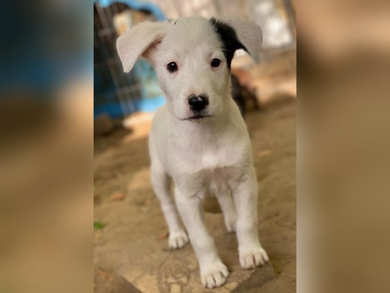 Cherry, geb. ca. 08/2025, lebt in GRIECHENLAND, auf einer privaten Pflegestelle