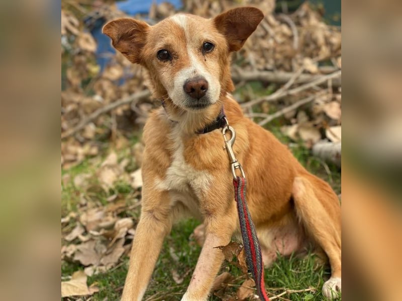 Opi, geb. ca. 10/2015, lebt in GRIECHENLAND, im städt. Tierheim Serres Opi, geb. ca. 10/2015, lebt in GRIECHENLAND, im städt. Tierheim Serres