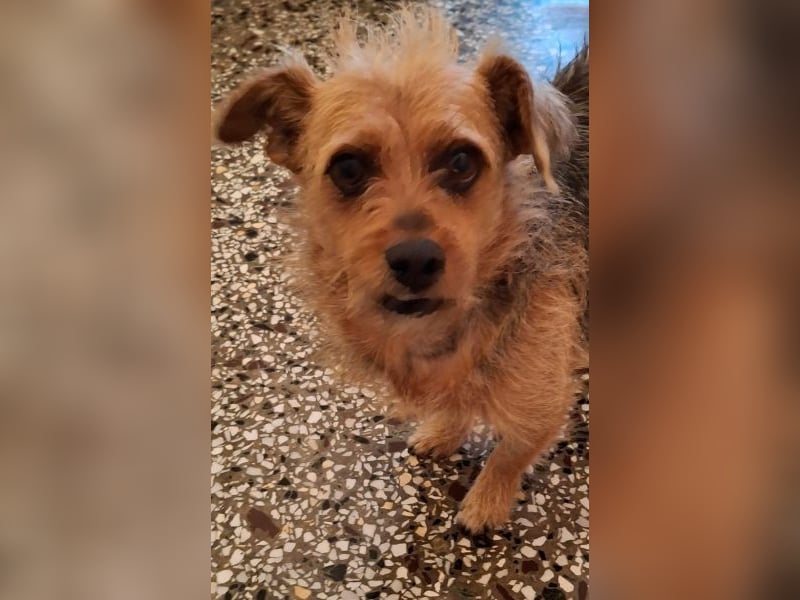 Celina, geb. ca. 10/2017, lebt in GRIECHENLAND, auf einer privaten Pflegestelle Celina, geb. ca. 10/2017, lebt in GRIECHENLAND, auf einer privaten Pflegestelle