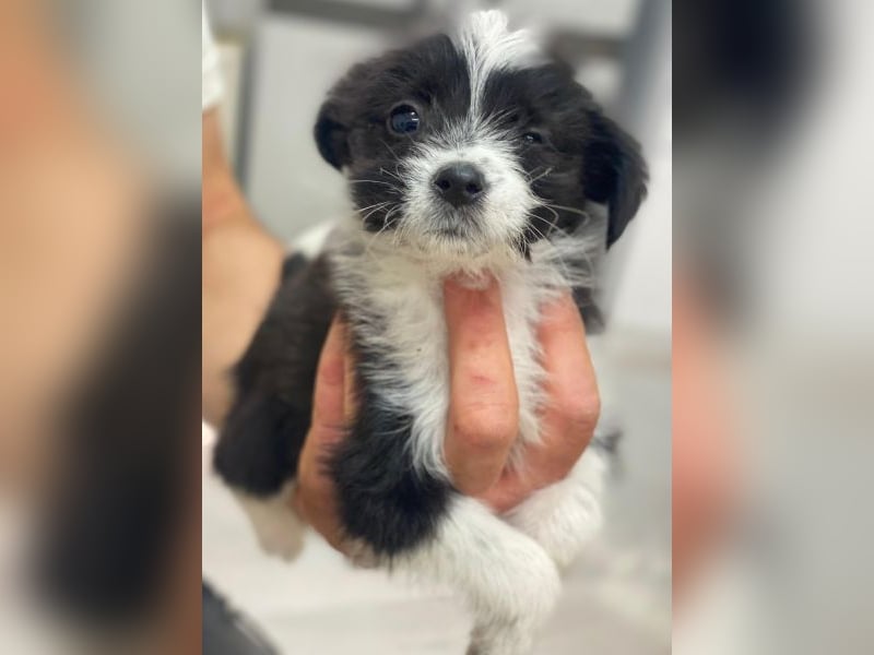 Thelma, geb. ca. 08/2025, lebt in GRIECHENLAND, auf einer privaten Pflegestelle