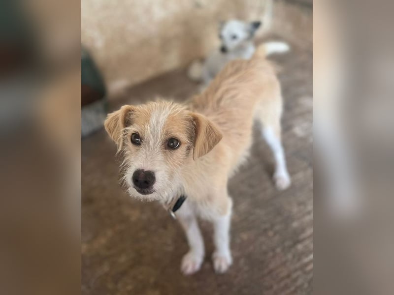 Peppi, geb. ca. 01/2025, lebt auf einer Pflegestelle in 33104 Paderborn