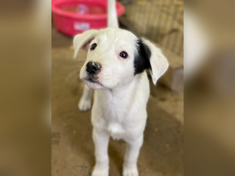 Cherry, geb. ca. 08/2025, lebt in GRIECHENLAND, auf einer privaten Pflegestelle