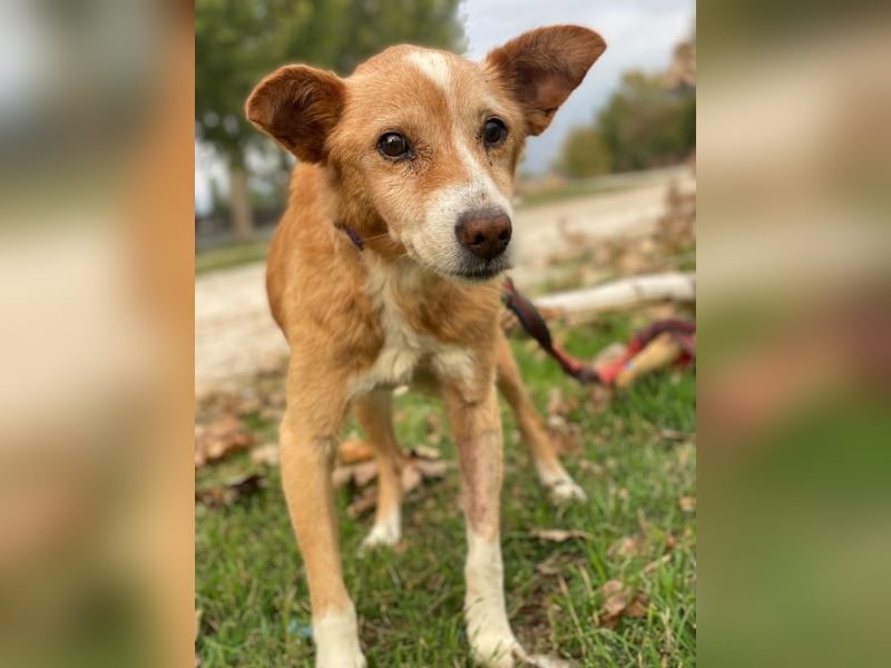 Opi, geb. ca. 10/2015, lebt in GRIECHENLAND, im städt. Tierheim Serres Opi, geb. ca. 10/2015, lebt in GRIECHENLAND, im städt. Tierheim Serres