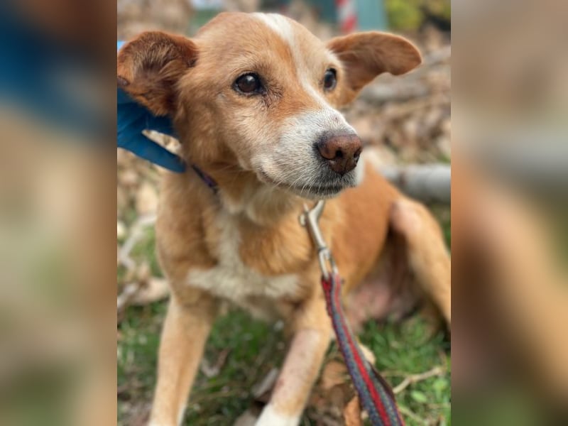 Opi, geb. ca. 10/2015, lebt in GRIECHENLAND, im städt. Tierheim Serres Opi, geb. ca. 10/2015, lebt in GRIECHENLAND, im städt. Tierheim Serres