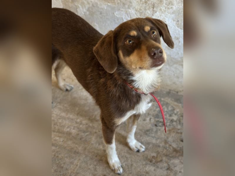 Siena, geb. ca. 10/2024, lebt in GRIECHENLAND, auf einer privaten Pflegestelle Siena, geb. ca. 10/2024, lebt in GRIECHENLAND, auf einer privaten Pflegestelle