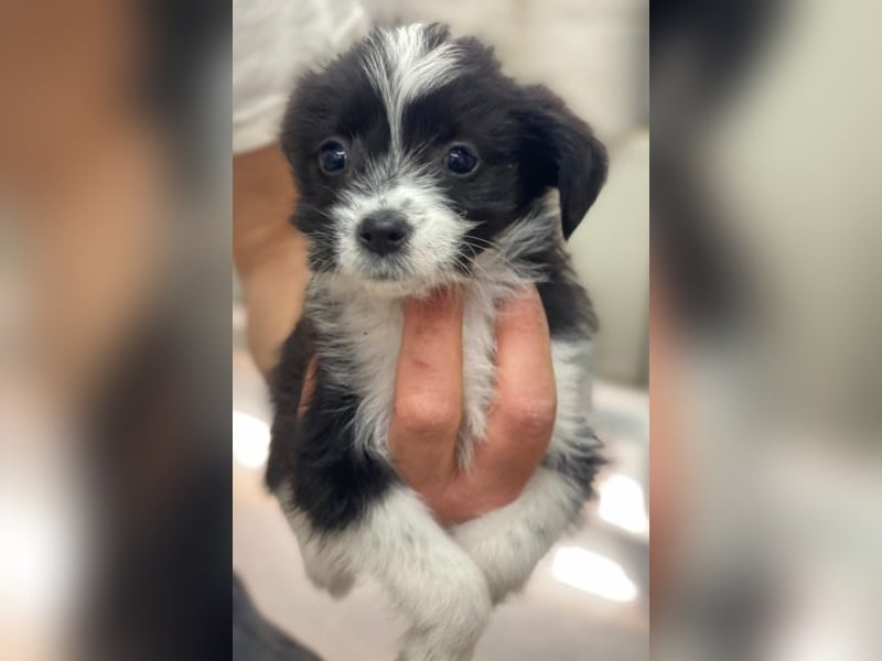 Thelma, geb. ca. 08/2025, lebt in GRIECHENLAND, auf einer privaten Pflegestelle