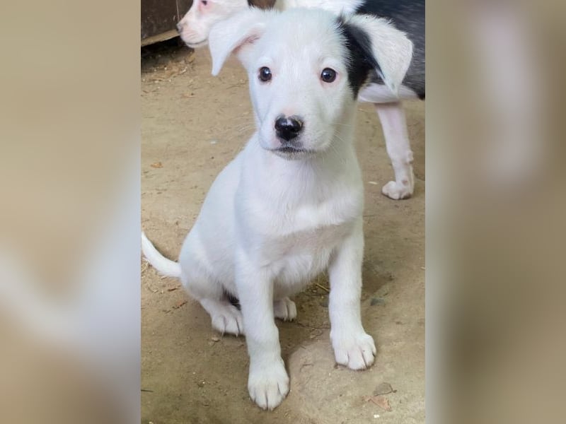 Cherry, geb. ca. 08/2025, lebt in GRIECHENLAND, auf einer privaten Pflegestelle