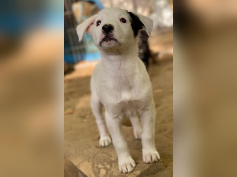 Cherry, geb. ca. 08/2025, lebt in GRIECHENLAND, auf einer privaten Pflegestelle