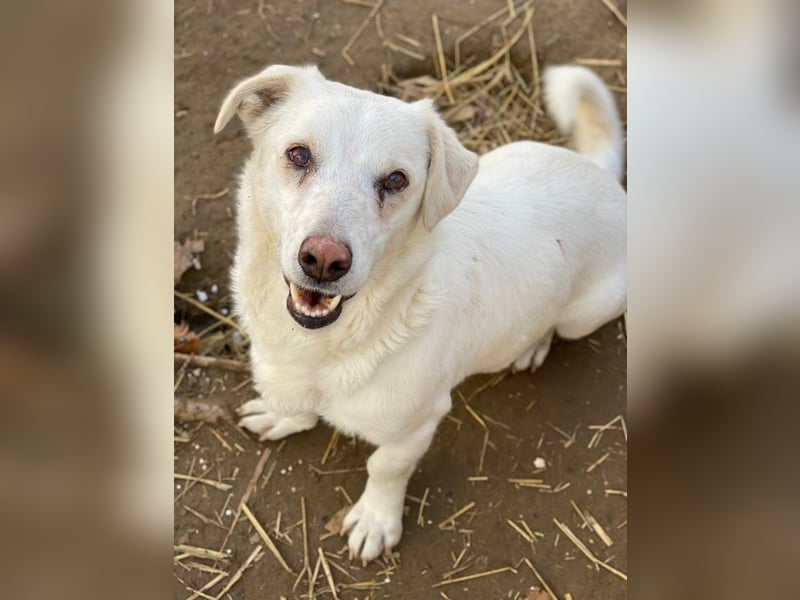 Lighty, geb. ca. 12/2021, lebt in GRIECHENLAND, auf einer privaten Pflegestelle