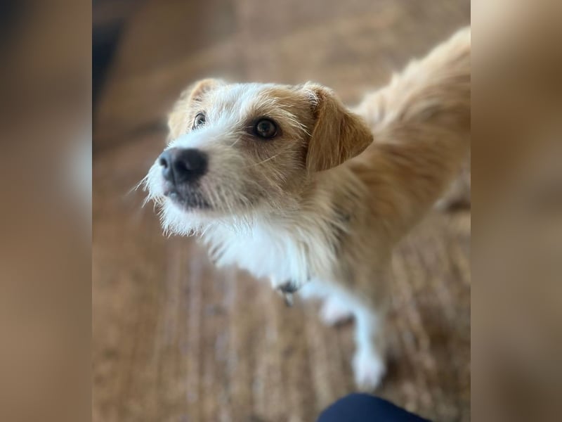 Peppi, geb. ca. 01/2025, lebt auf einer Pflegestelle in 33104 Paderborn