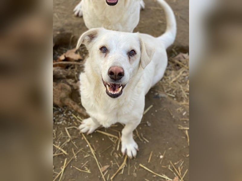 Lighty, geb. ca. 12/2021, lebt in GRIECHENLAND, auf einer privaten Pflegestelle