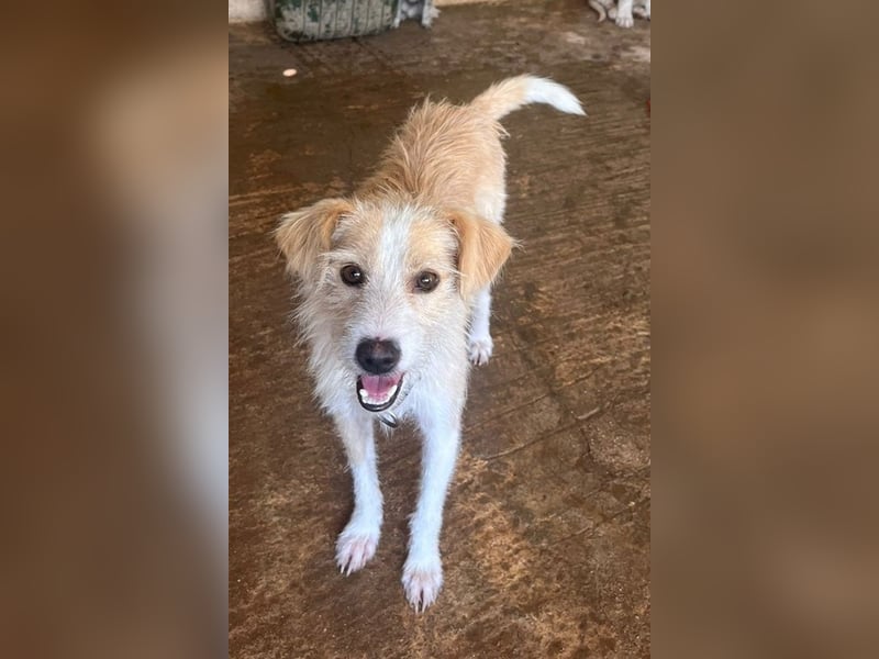 Peppi, geb. ca. 01/2025, lebt auf einer Pflegestelle in 33104 Paderborn