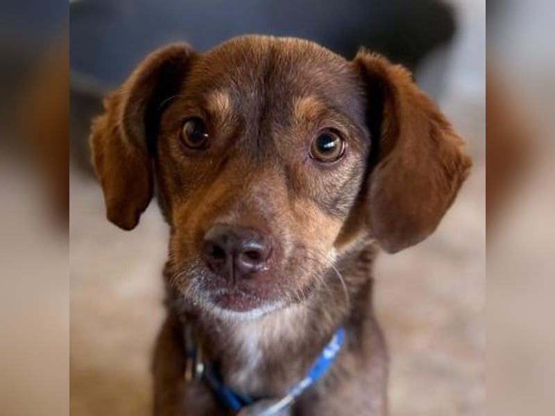 Ruska, geb. ca. 10/2024, lebt in GRIECHENLAND, auf einer privaten Pflegestelle Ruska, geb. ca. 10/2024, lebt in GRIECHENLAND, auf einer privaten Pflegestelle