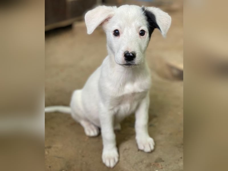 Cherry, geb. ca. 08/2025, lebt in GRIECHENLAND, auf einer privaten Pflegestelle