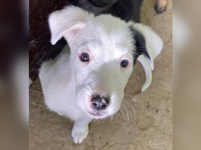 Cherry, geb. ca. 08/2025, lebt in GRIECHENLAND, auf einer privaten Pflegestelle