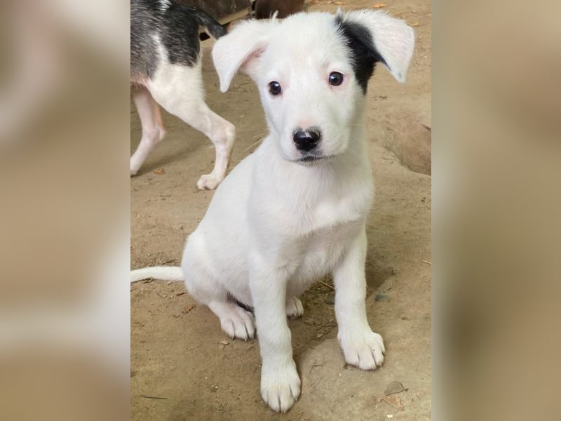 Cherry, geb. ca. 08/2025, lebt in GRIECHENLAND, auf einer privaten Pflegestelle