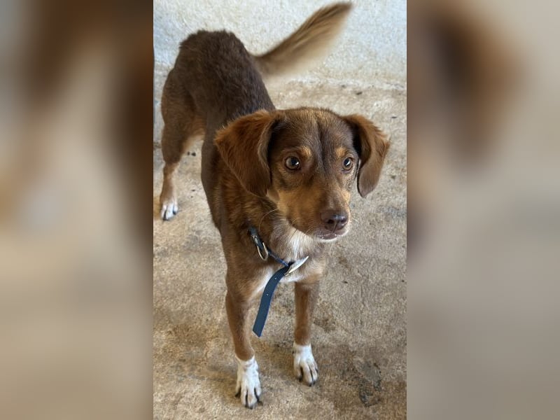 Ruska, geb. ca. 10/2024, lebt in GRIECHENLAND, auf einer privaten Pflegestelle Ruska, geb. ca. 10/2024, lebt in GRIECHENLAND, auf einer privaten Pflegestelle