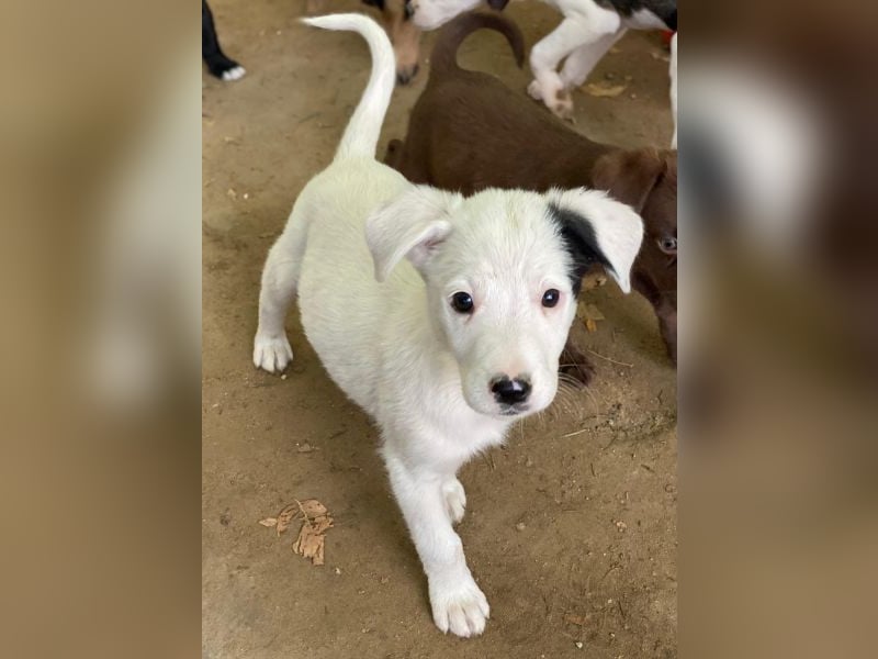 Cherry, geb. ca. 08/2025, lebt in GRIECHENLAND, auf einer privaten Pflegestelle