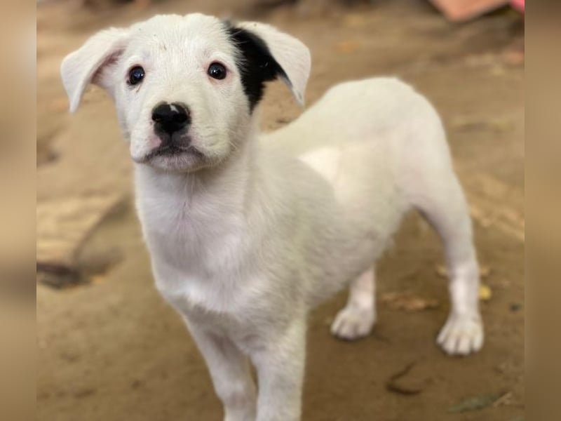 Cherry, geb. ca. 08/2025, lebt in GRIECHENLAND, auf einer privaten Pflegestelle