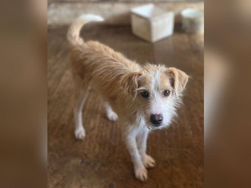 Peppi, geb. ca. 01/2025, lebt auf einer Pflegestelle in 33104 Paderborn