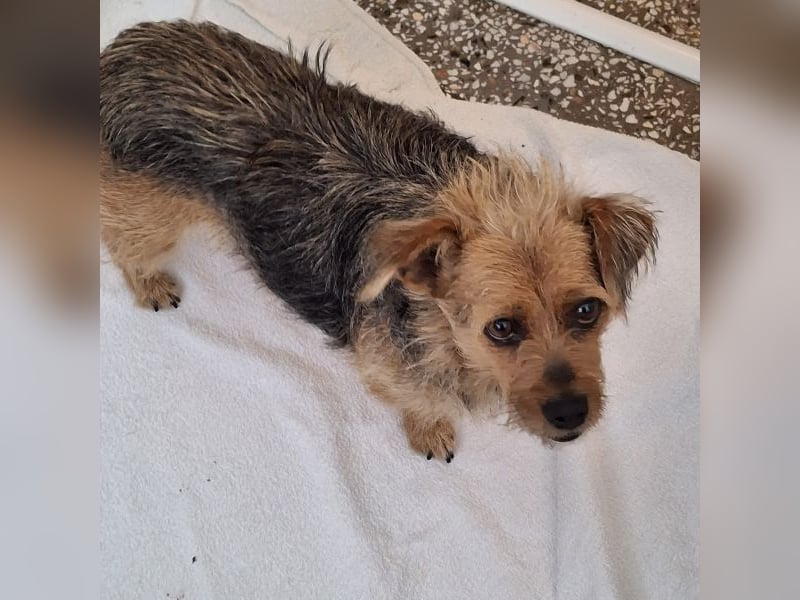 Celina, geb. ca. 10/2017, lebt in GRIECHENLAND, auf einer privaten Pflegestelle Celina, geb. ca. 10/2017, lebt in GRIECHENLAND, auf einer privaten Pflegestelle