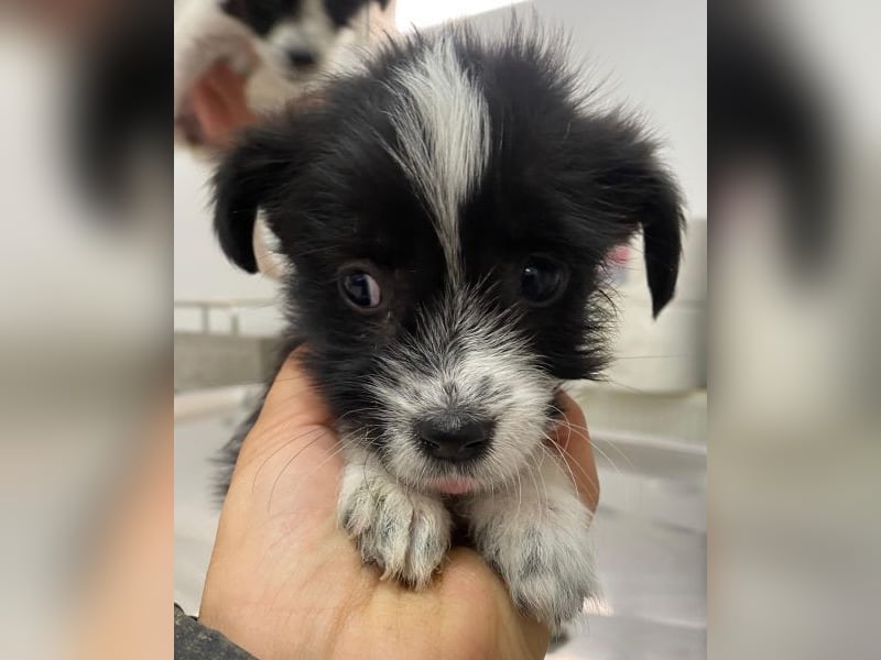 Thelma, geb. ca. 08/2025, lebt in GRIECHENLAND, auf einer privaten Pflegestelle