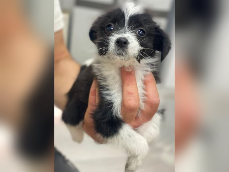 Thelma, geb. ca. 08/2025, lebt in GRIECHENLAND, auf einer privaten Pflegestelle