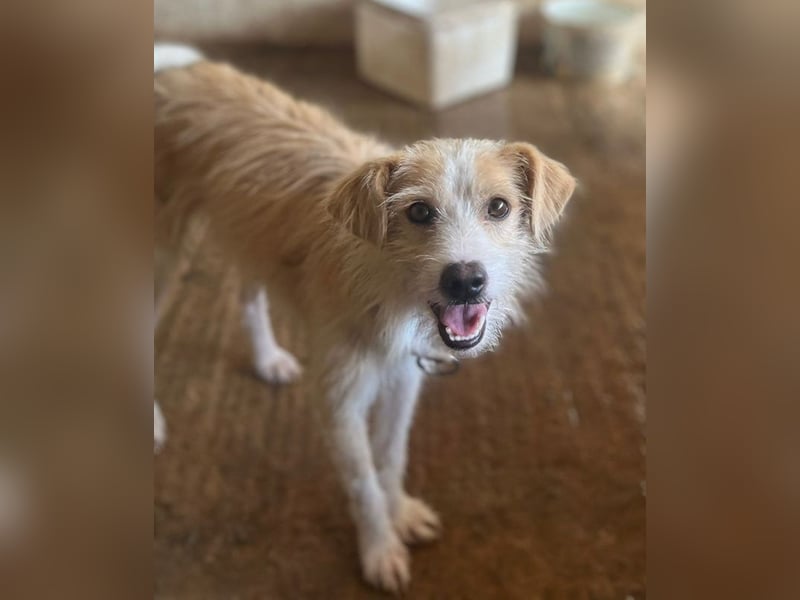 Peppi, geb. ca. 01/2025, lebt auf einer Pflegestelle in 33104 Paderborn