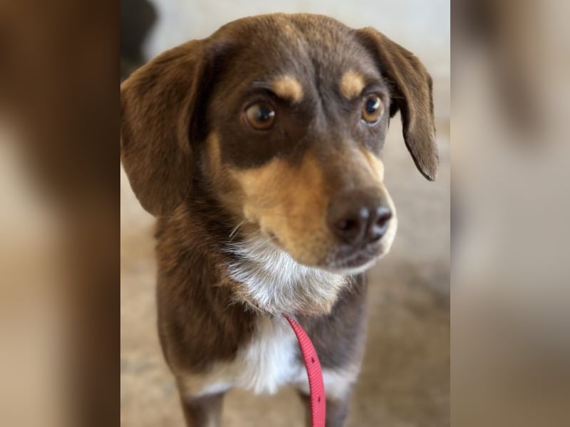 Siena, geb. ca. 10/2024, lebt in GRIECHENLAND, auf einer privaten Pflegestelle Siena, geb. ca. 10/2024, lebt in GRIECHENLAND, auf einer privaten Pflegestelle