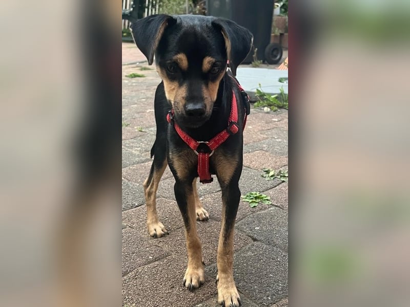 Phil, geb. ca. 12/2024, lebt auf einer Pflegestelle in 53879 Euskirchen, VERMITTLUNGSHILFE