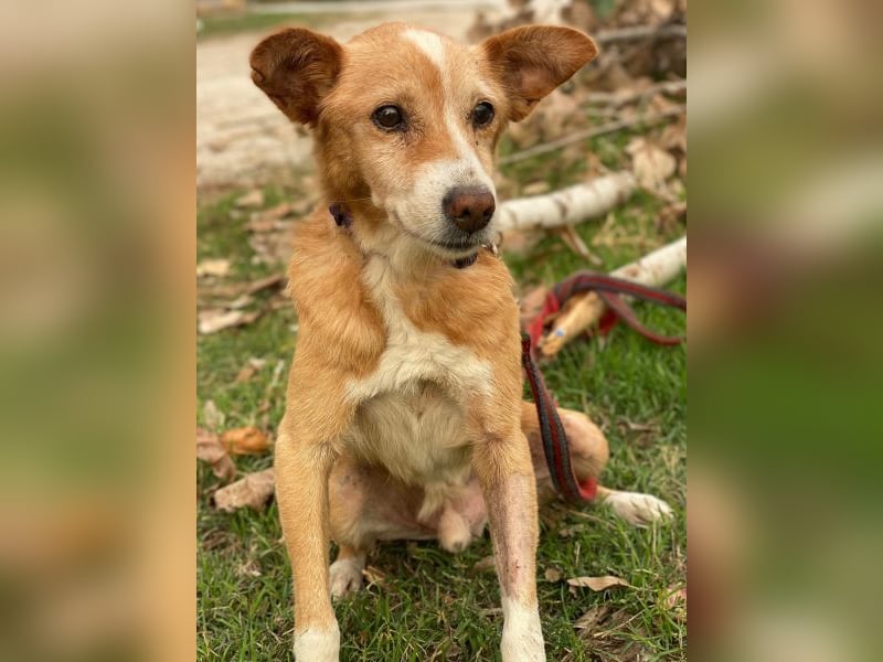 Opi, geb. ca. 10/2015, lebt in GRIECHENLAND, im städt. Tierheim Serres Opi, geb. ca. 10/2015, lebt in GRIECHENLAND, im städt. Tierheim Serres