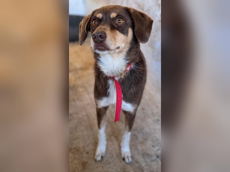 Siena, geb. ca. 10/2024, lebt in GRIECHENLAND, auf einer privaten Pflegestelle Siena, geb. ca. 10/2024, lebt in GRIECHENLAND, auf einer privaten Pflegestelle