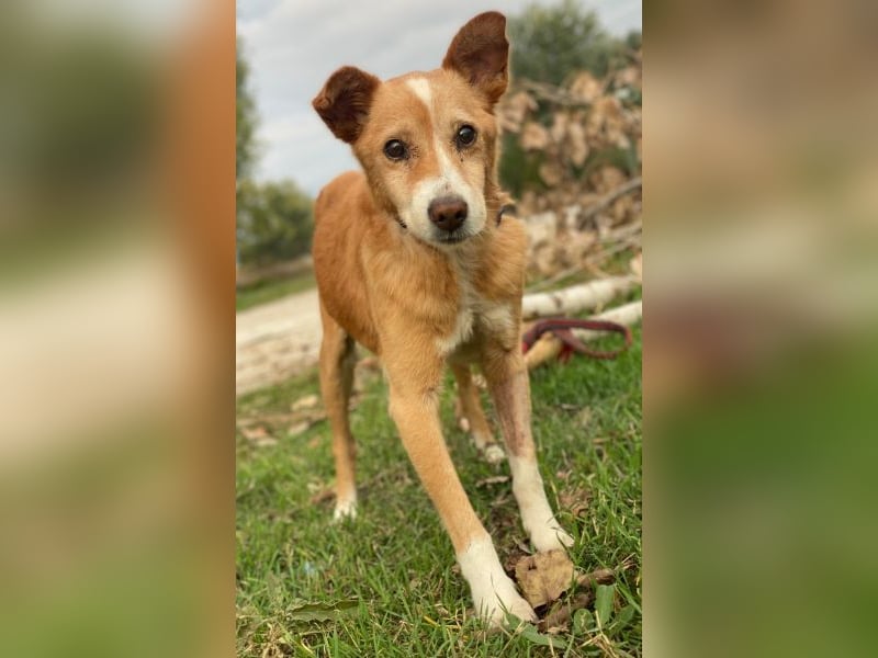 Opi, geb. ca. 10/2015, lebt in GRIECHENLAND, im städt. Tierheim Serres Opi, geb. ca. 10/2015, lebt in GRIECHENLAND, im städt. Tierheim Serres