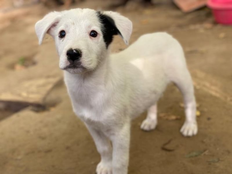 Cherry, geb. ca. 08/2025, lebt in GRIECHENLAND, auf einer privaten Pflegestelle