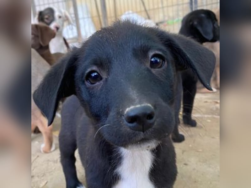 Croissant, geb. ca. 08/2025, lebt in GRIECHENLAND, auf einer privaten Pflegestelle