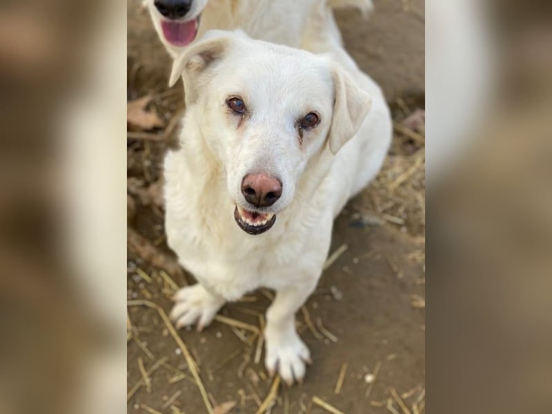 Lighty, geb. ca. 12/2021, lebt in GRIECHENLAND, auf einer privaten Pflegestelle