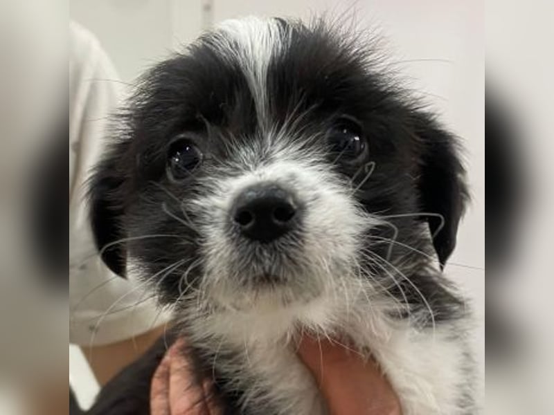 Thelma, geb. ca. 08/2025, lebt in GRIECHENLAND, auf einer privaten Pflegestelle