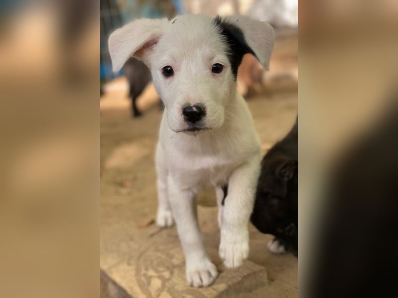 Cherry, geb. ca. 08/2025, lebt in GRIECHENLAND, auf einer privaten Pflegestelle