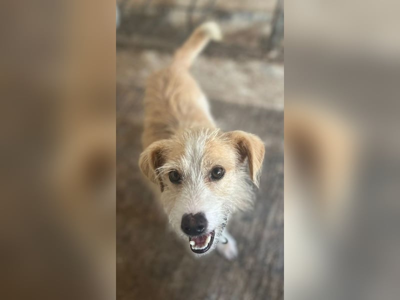 Peppi, geb. ca. 01/2025, lebt auf einer Pflegestelle in 33104 Paderborn