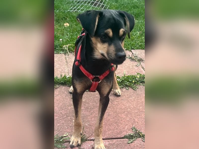 Phil, geb. ca. 12/2024, lebt auf einer Pflegestelle in 53879 Euskirchen, VERMITTLUNGSHILFE