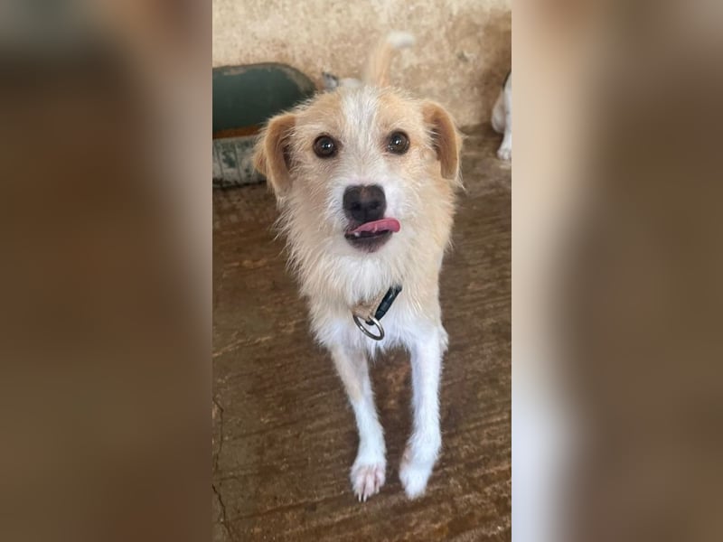 Peppi, geb. ca. 01/2025, lebt auf einer Pflegestelle in 33104 Paderborn