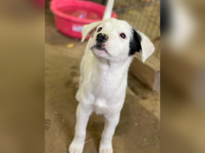 Cherry, geb. ca. 08/2025, lebt in GRIECHENLAND, auf einer privaten Pflegestelle