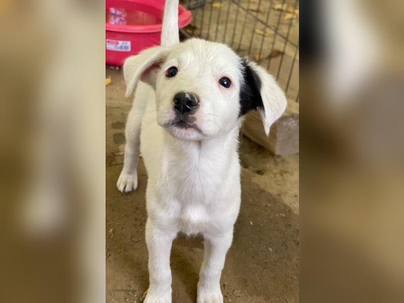 Cherry, geb. ca. 08/2025, lebt in GRIECHENLAND, auf einer privaten Pflegestelle